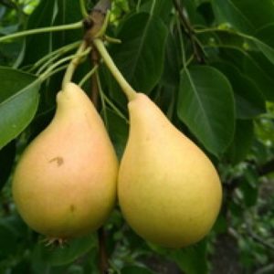 Les meilleures variétés de poires d'été: description et caractéristiques