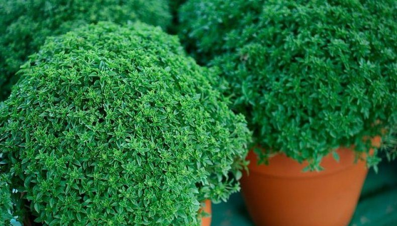 La variété des variétés de basilic: description et caractéristiques des variétés