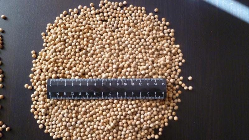 Tout sur le raifort: qu'est-ce que c'est, à quoi il ressemble et fleurit, quelle est la racine