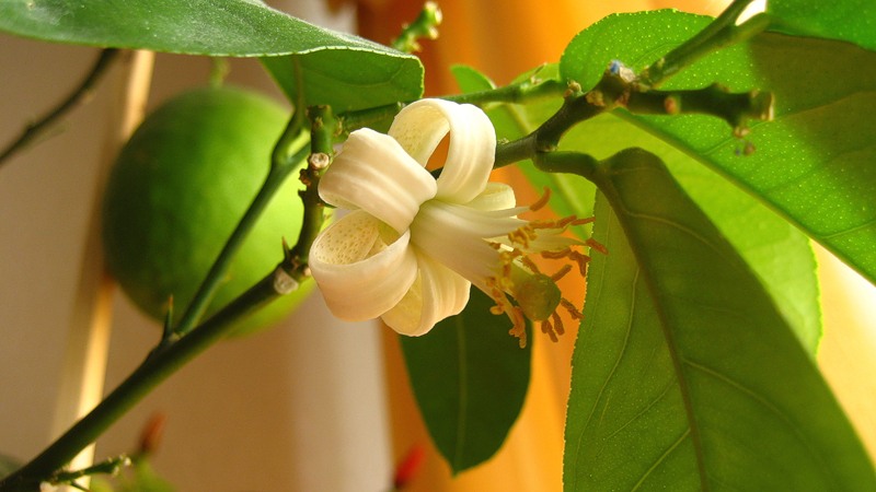 Instructions pour l'entretien du citron Pavlovsk à la maison