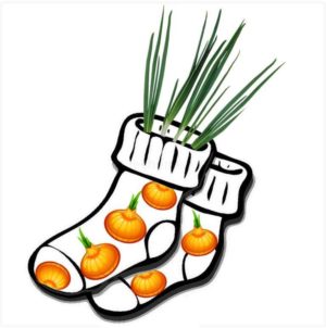 Utiliser des oignons dans des chaussettes à des fins médicinales