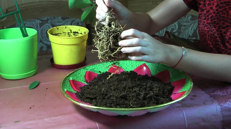 Comment transplanter correctement le citron à la maison