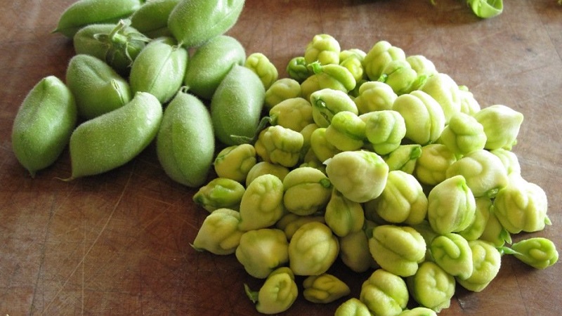 Comment les pois chiches poussent dans la nature et sur le site