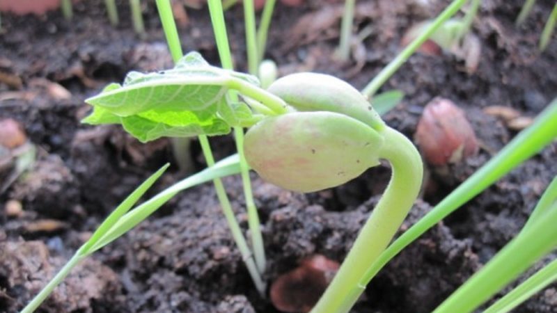 Comment faire pousser des haricots à l'extérieur
