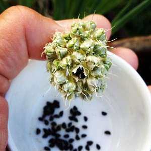 Comment faire pousser des oignons de Nigelle à partir de graines