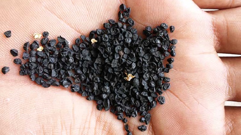 Comment faire pousser des oignons de Nigelle à partir de graines