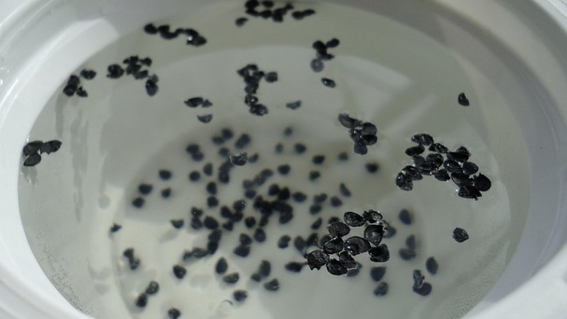 Comment faire pousser des oignons de Nigelle à partir de graines