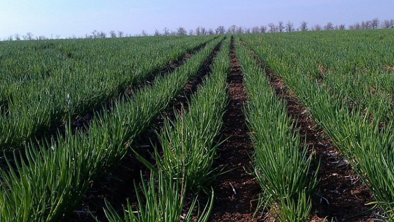 Comment faire pousser des oignons de Nigelle à partir de graines