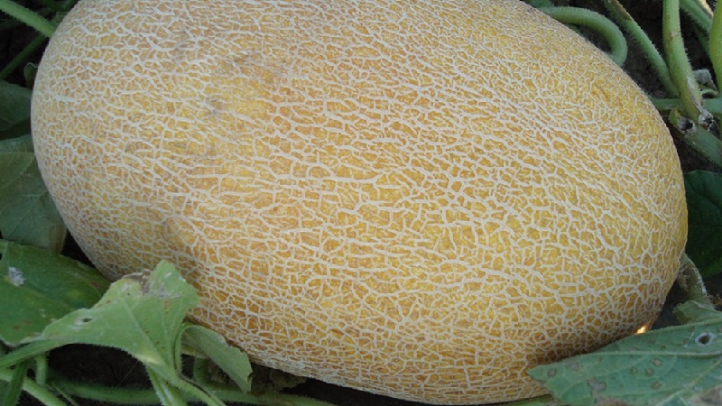 Quels sont les types et variétés de melons