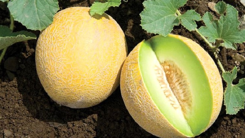 Quels sont les types et variétés de melons