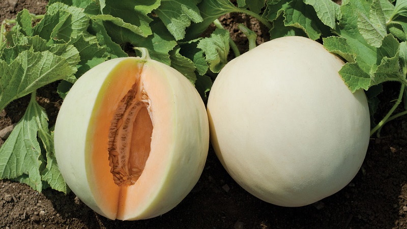 Quels sont les types et variétés de melons
