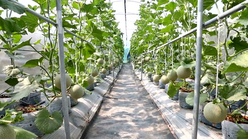 Quels sont les types et variétés de melons