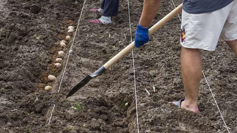 Quelle distance faire entre les rangées lors de la plantation de pommes de terre