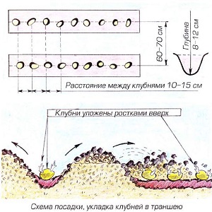 Quelle distance faire entre les rangées lors de la plantation de pommes de terre