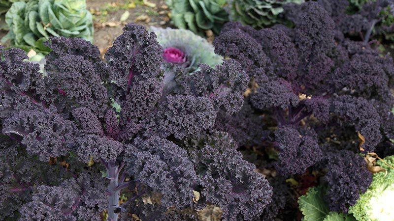 Chou chou frisé - de quel type de plante s'agit-il et à quoi il ressemble