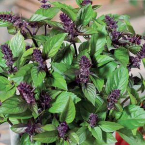 La variété des variétés de basilic: description et caractéristiques des variétés