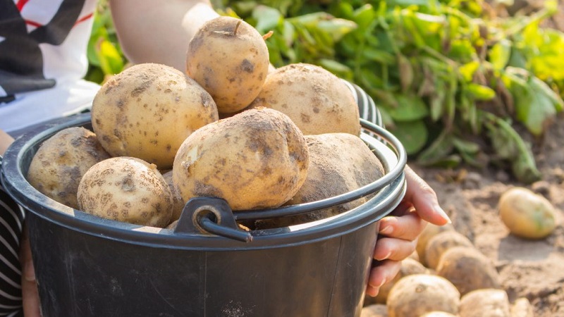 Avantages et inconvénients de la culture de pommes de terre en utilisant la technologie néerlandaise