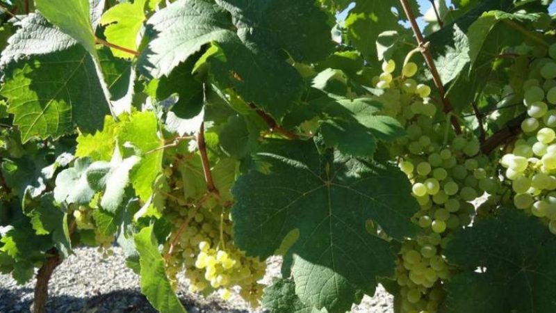 Quels cépages français et kouban sont utilisés pour faire du cognac