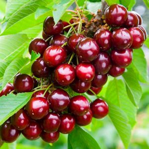 Variété sans prétention à gros fruits de cerise en forme de colonne Sylvia