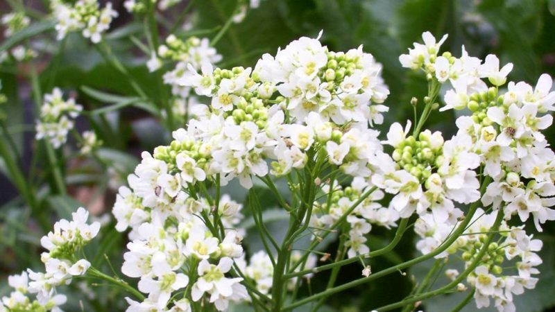 Tout sur le raifort: qu'est-ce que c'est, à quoi il ressemble et fleurit, quelle est la racine