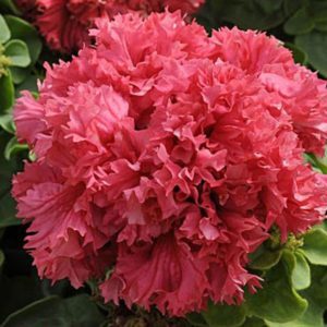 Description des variétés et caractéristiques de la culture du pétunia en éponge