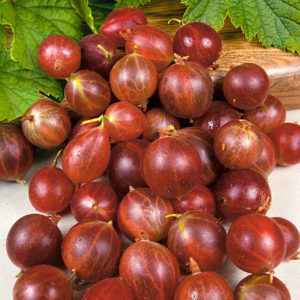 Olavi (Hinnonmaen Punainen) Groseille à maquereau à haut rendement et tolérante au froid