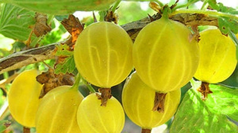 La variété de groseille sans prétention Yarovaya est idéale pour les préparations les plus délicieuses