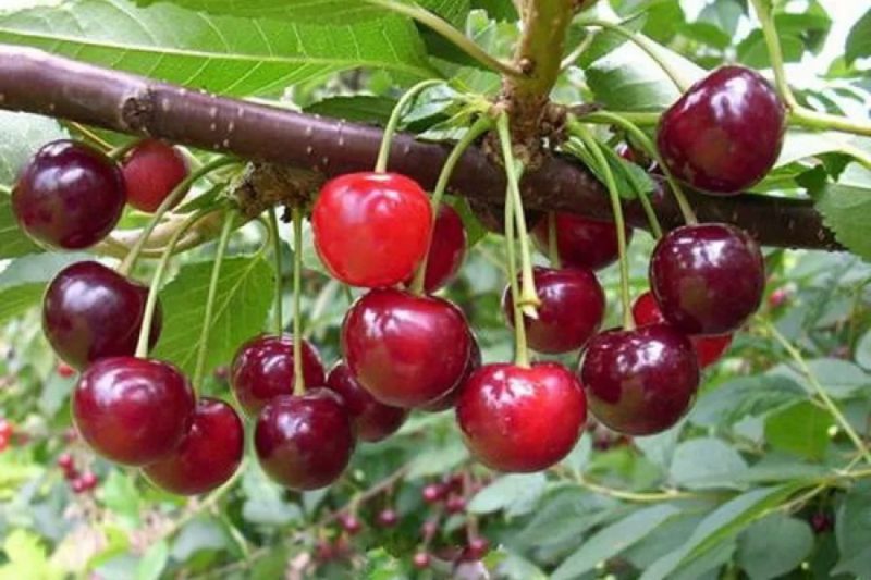 Variété de cerises sans prétention à haut rendement Mayak