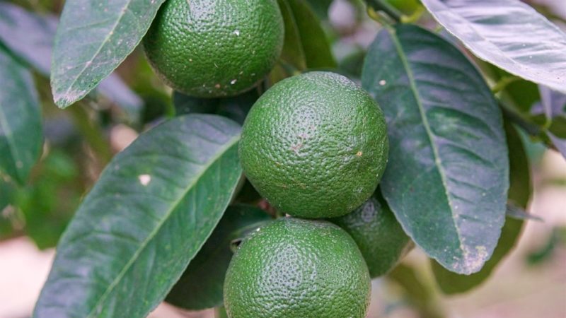 Qu'est-ce que le citron vert et en quoi est-il différent du citron