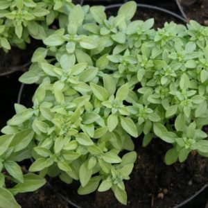 Transplanter et cultiver du basilic à la maison