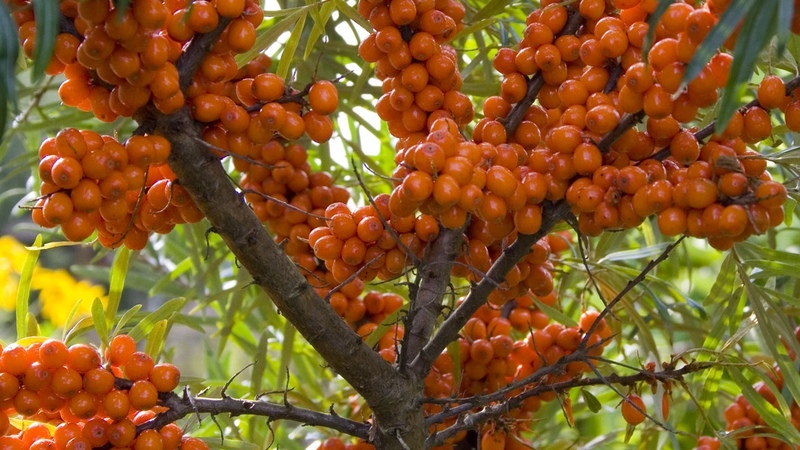 Variété de variétés d'argousier sans épines