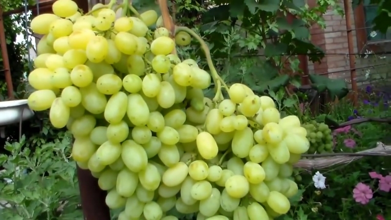 Examen des meilleurs cépages blancs