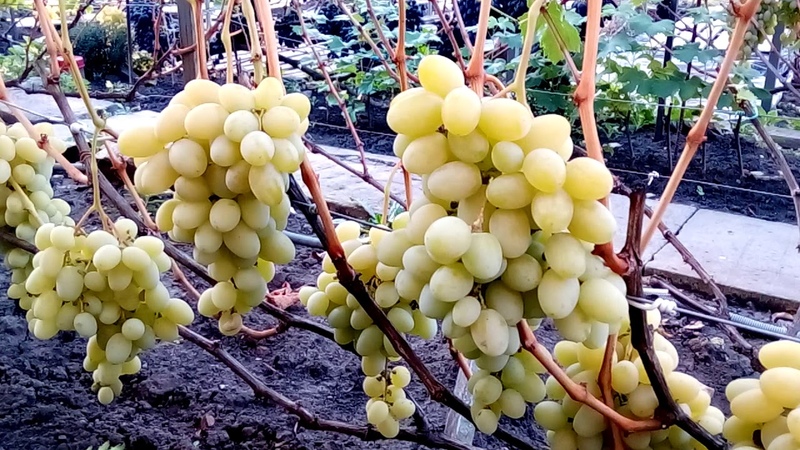 Examen des meilleurs cépages blancs