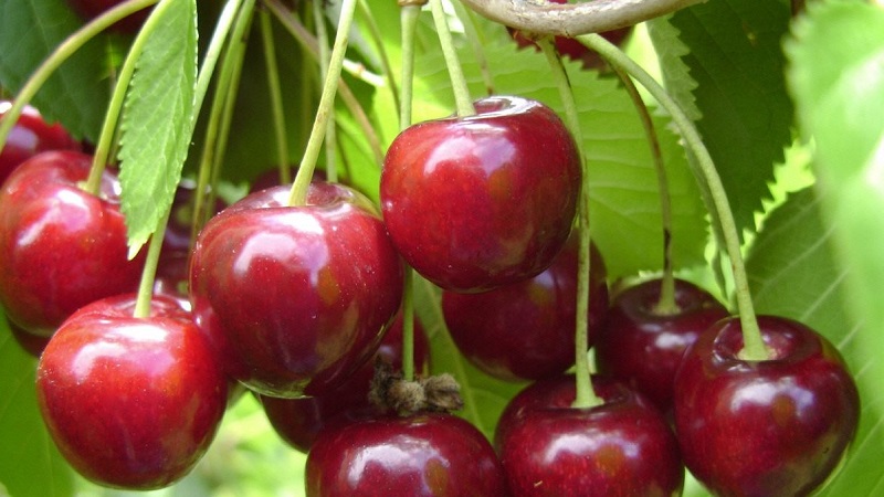 Description des variétés de cerises autofertiles pour la voie du milieu et la région de Samara