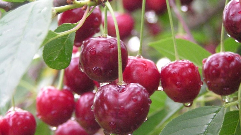Description des variétés de cerises autofertiles pour la voie du milieu et la région de Samara