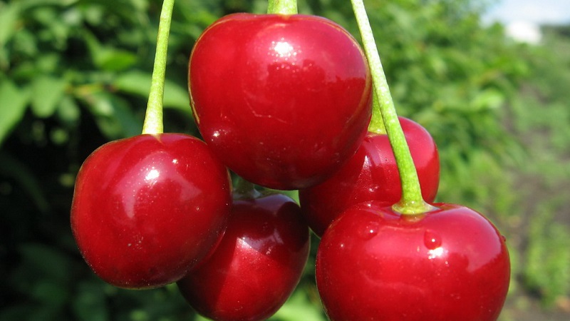 Description des variétés de cerises autofertiles pour la voie du milieu et la région de Samara