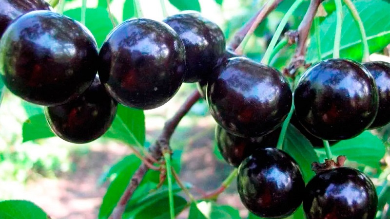 Description des variétés de cerises autofertiles pour la voie du milieu et la région de Samara