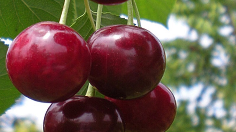 Description des variétés de cerises autofertiles pour la voie du milieu et la région de Samara