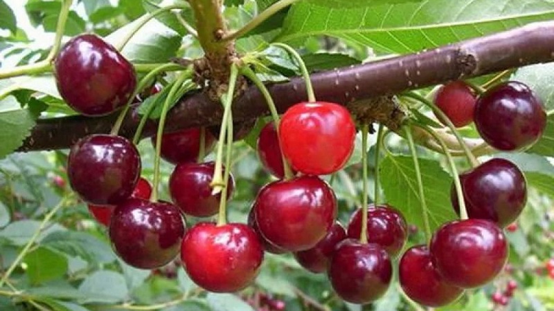 Description des variétés de cerises autofertiles pour la voie du milieu et la région de Samara