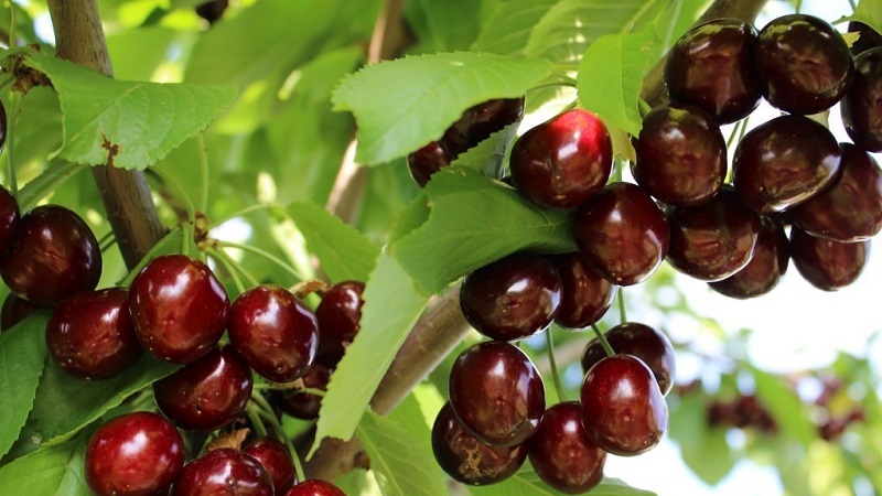 Description des variétés de cerises autofertiles pour la voie du milieu et la région de Samara