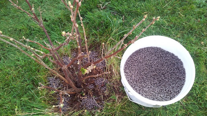 Groseille de Versailles - description et caractéristiques de la variété