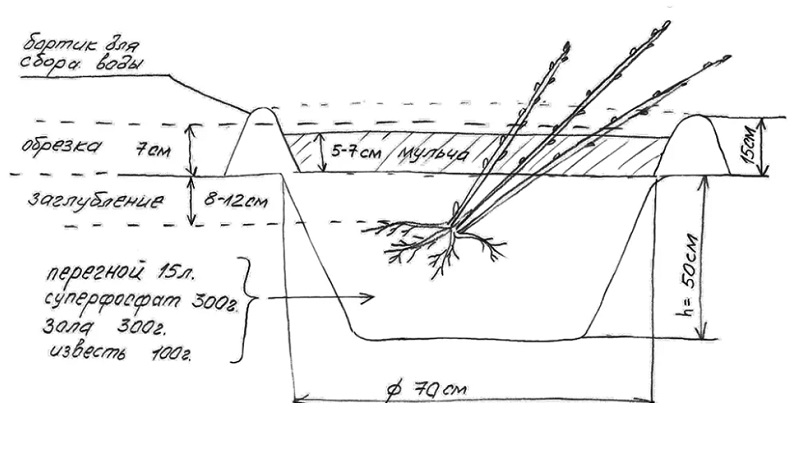 Les principales étapes du soin des groseilles au printemps après l'hiver