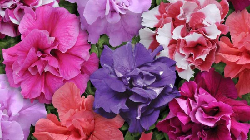 Description des variétés et caractéristiques de la culture du pétunia en éponge