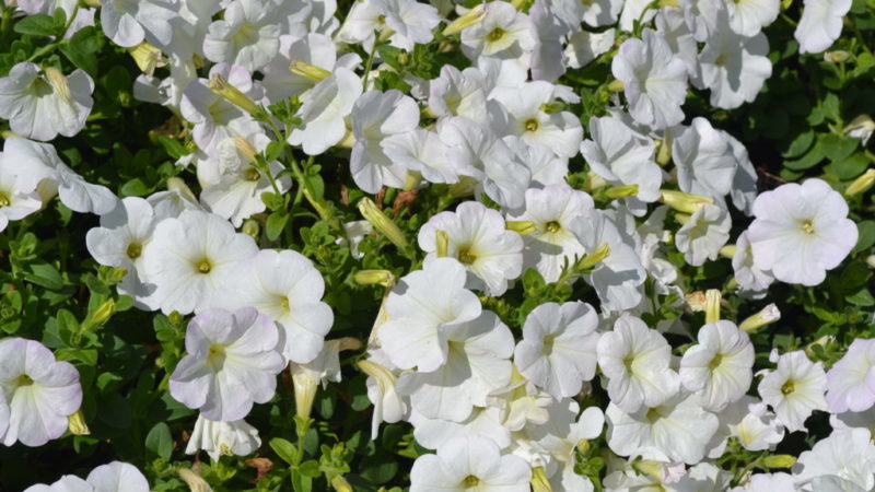 Les meilleures variétés de pétunias ampel et les caractéristiques de leur culture