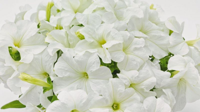 Les meilleures variétés de pétunias ampel et les caractéristiques de leur culture