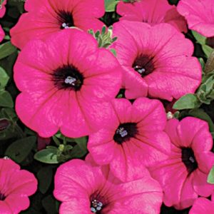 Les meilleures variétés de pétunias ampel et les caractéristiques de leur culture