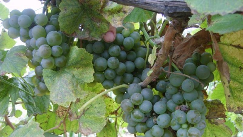 Quels cépages français et kouban sont utilisés pour faire du cognac