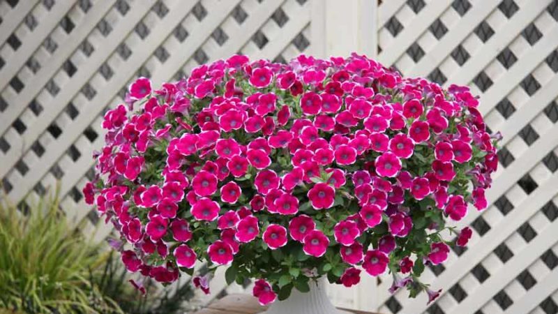 Les meilleures variétés de pétunias ampel et les caractéristiques de leur culture