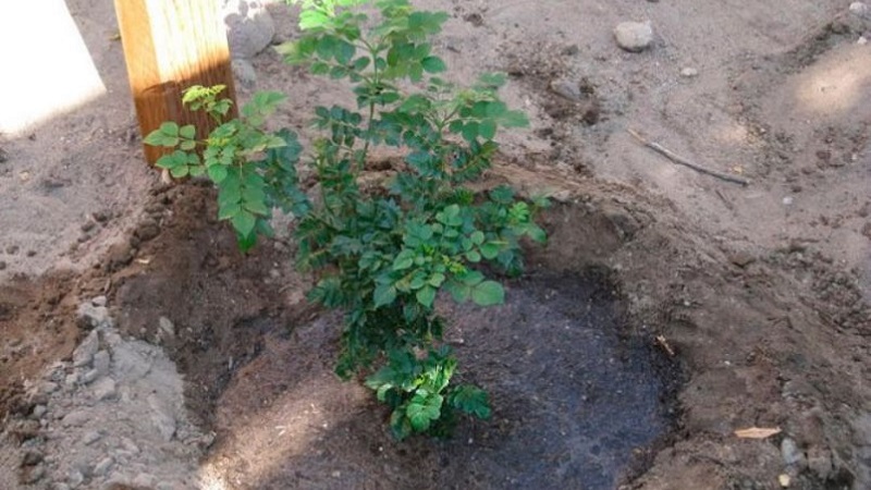 Planter et entretenir le chèvrefeuille en extérieur