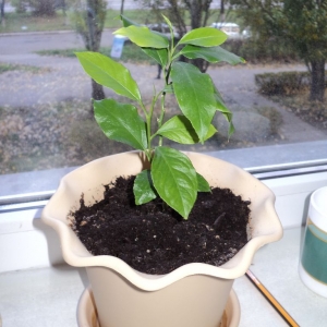 Comment planter un citron - instructions étape par étape